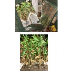 1/35 Corn Plants Set