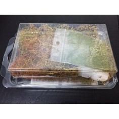 Dark Green Shrubs for All Scales