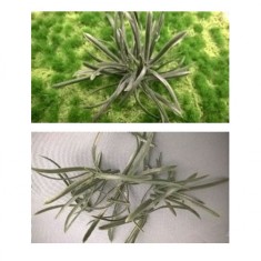Nam Bush set IX (Plastic) for 1/35, 1/48 scales (54mm - 120mm)