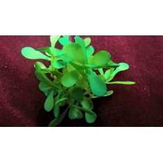 1/48 - 1/35 Nam Bush XII (24-120mm)