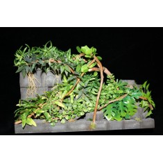 1/35, 1/48 Jungle Plants Set