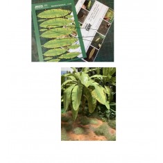 1/35-1/32 Banana Leaf A