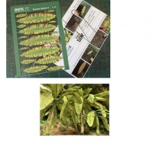 1/35-1/32 Banana Leaf C (120mm)