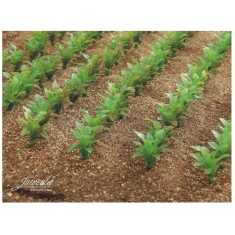 Field Earth (app.100g content, very productive)