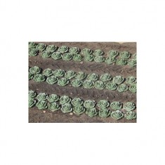 1/45, 1/50 Lettuce, 120x