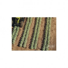 1/87 Lettuce, 450x