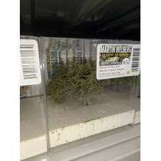 Small Tree # Khaki Green (3pcs, each 60-80mm)