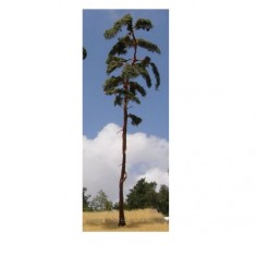 Pine Tree 230-260mm (2pcs)