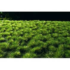 Grass Tufts - Middle Green (Size of Sheet: 18x28cm, Grass: 6mm)