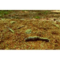 Forest Base Grass Mat - Late Summer Mini Pack (Size: 13 x 17 cm)