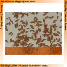 1/32, 1/35 Universal Leaves - Dry (160pcs)