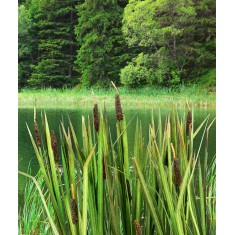 1/32, 1/35 Bulrush (laser cut, 2 sheets)