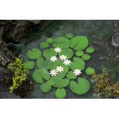 1/35 Waterlily (laser cut paper sheets)