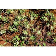 1/35, 1/48 Ground Asian Palm (3 sheets)