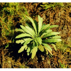 1/48, 1/72 Asian Fern (2 Laser-cut Paper Sheets)