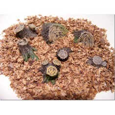 1/35, 1/48 Tree Stumps & Mushrooms Set (14x Tree Stumps & 6x Mushrooms)