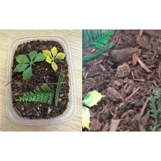 Jungle Forest Floor - 125ml Super Detailed Scenic Scatter