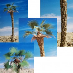 1/35, 1/48, 1/72 Desert Fan Super Detailed Palm Tree
