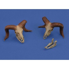 1/35 Mufflon Skulls (2pcs)