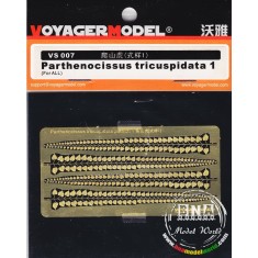 Photoetch for Parthenocissus Tricuspidata 1