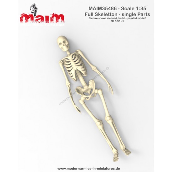 1/35 Human Skeleton Single Bones Set