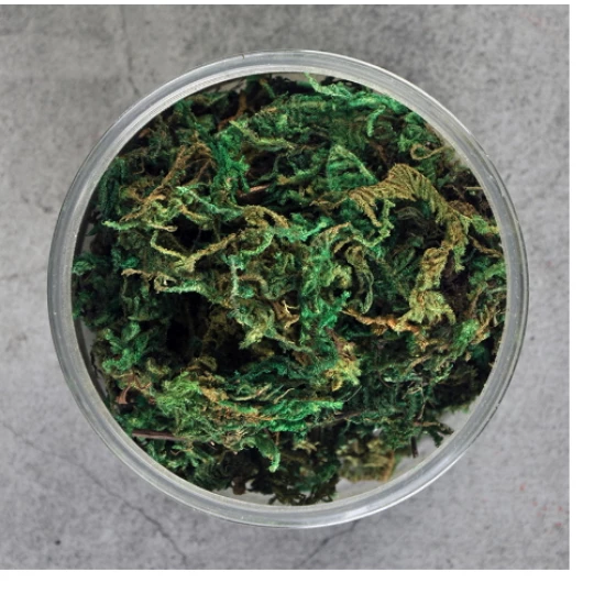 Ground Cover Long Grass/Shrub/Thorns #Green (500ml)