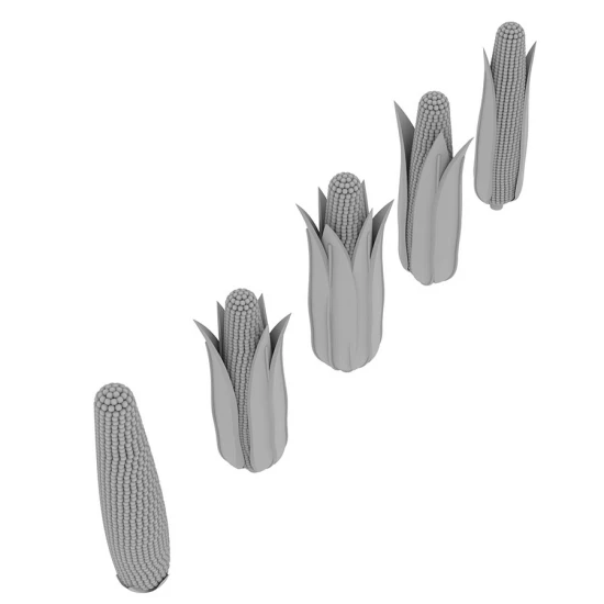 1/35 Corn Cobs