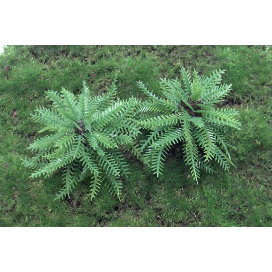 Nam Palm Fern Bush set (Plastic) for 1/35, 1/48 scales (24mm - 120mm)