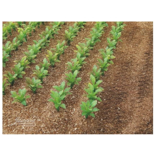 1/32, 1/35 Sugar Plants (Loose, app.20mm visible height, 25x)