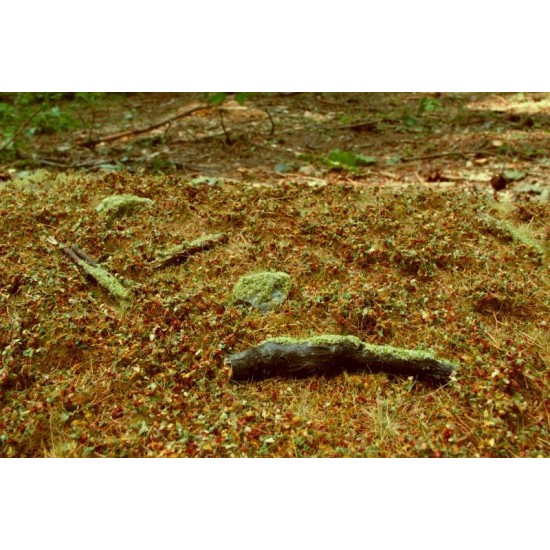 Forest Base Grass Mat - Late Summer Mini Pack (Size: 13 x 17 cm)
