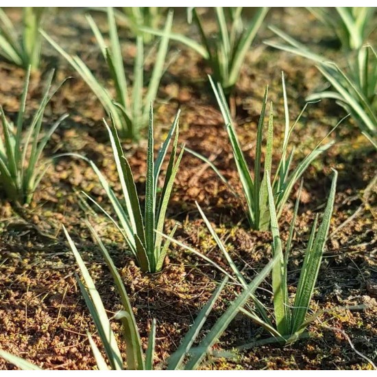 1/32 1/35 Low Vegetation - Grass Tufts Green