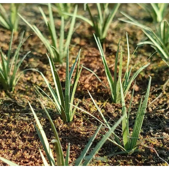 1/32 1/35 Low Vegetation - Grass Tufts Green