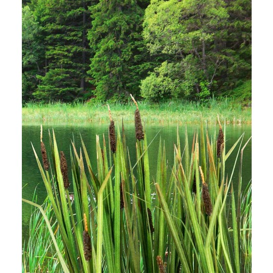 Low Bull Rushes 1/48 Low Vegetation - Bulrushes Model Scene VG4-008