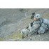 1/35 US Army NVG PVS 14 Monocular with Mounts 1/35 US Army NVG PVS 14 Monocular with Mounts