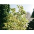 Leaves (light green, 50g) For G,O,HO,TT,N,Z Scale Leaves (light green, 50g) For G,O,HO,TT,N,Z Scale