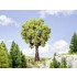 O,HO Scale Oak Tree (Height: 190mm)