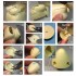 1/32 Hawker Tempest V Nose Correction Set for Special Hobby kits