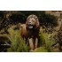 1/20 (90mm) Wild Life Series - African Lion