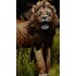 1/20 (90mm) Wild Life Series - African Lion