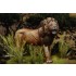 1/20 (90mm) Wild Life Series - African Lion