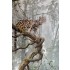 90mm, 1/20 Clouded Leopard