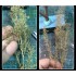 Teloxys Aristata (box: 30 x 5 x 5cm) for Making Tree Leaves