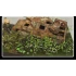 Common Reed & 1x Leave Sheet (box: 26 x 9 x 6cm)
