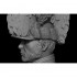 1/10 W.Y.Cavalry Bust
