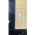 1/35 Human Skeleton (3d printed)