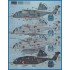 1/48 MH-53E Sea Dragon Decals for Academy kit