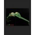 1/1000 USS Grisson & Klingon Bird of Prey Detail set for Polar Lights kits