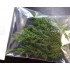 Jungle Bush II for All Scales
