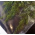 Jungle Bush II for All Scales