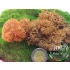 Basic Brown Moss for all scales